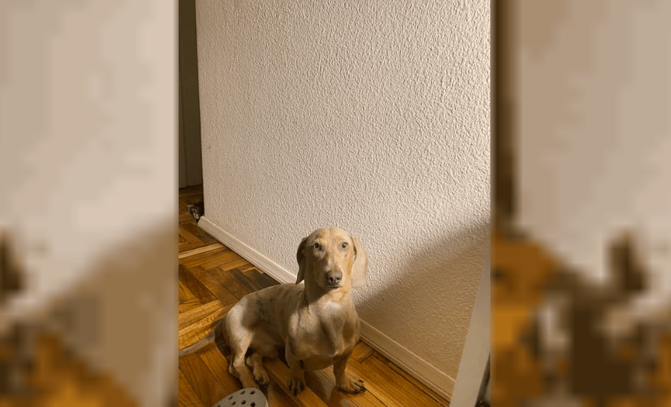 Un joven denunció en sus redes sociales que un delincuente le robó a su perro cuando lo dejó atado en la puerta de un supermercado en el barrio porteño de Belgrano 