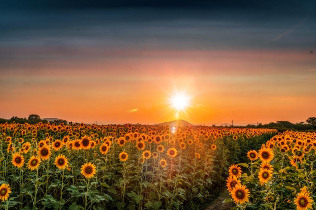Genetica mejorada: Zeta Semillas lidera expansion del&nbsp;girasol
