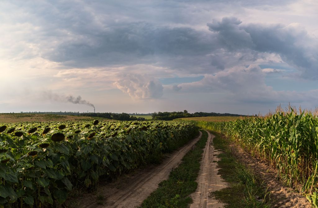 Girasol rompe récord: molienda más alta en 25&nbsp;años