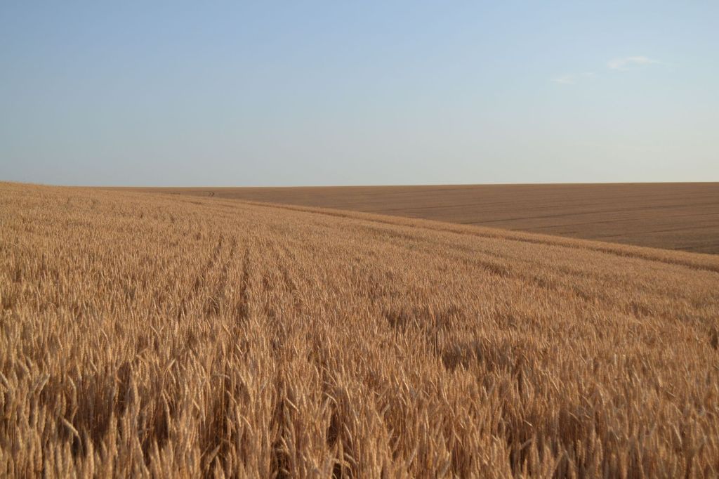 Pensamiento dicotomico: la barrera del debate agrario&nbsp;argentino