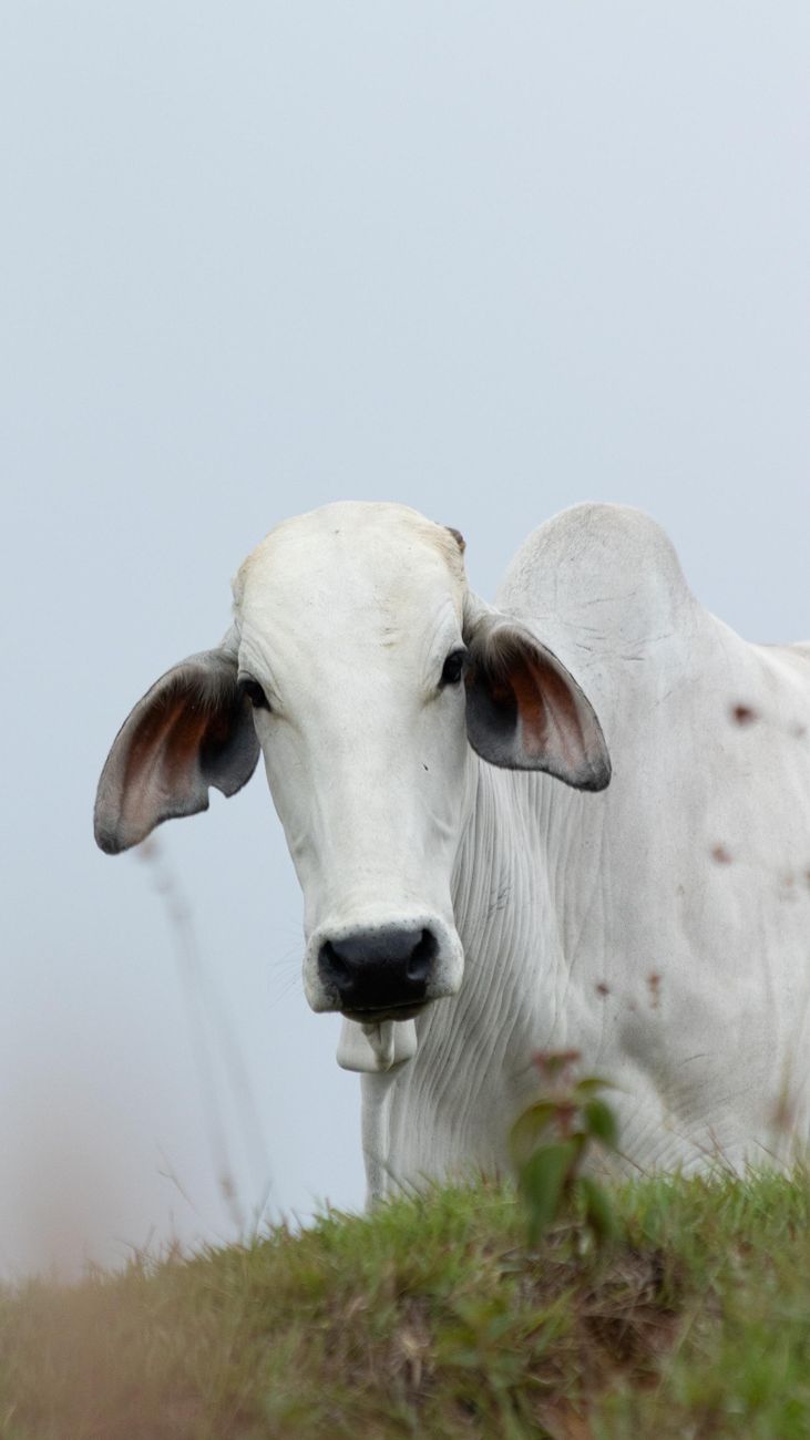 Braford de calidad excepcional llega de Cordoba a Expo&nbsp;Rural