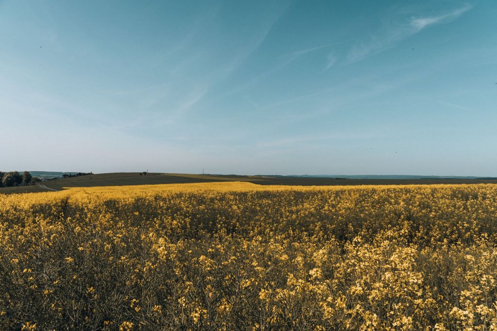 Rotaciones modernas: colza, cártamo y camelina como cultivos invernales