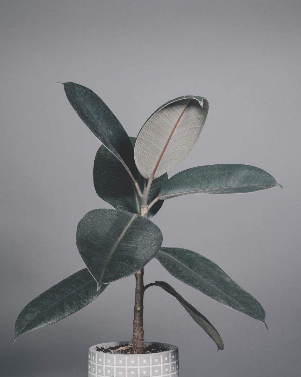 Guía para saber si el ficus amarillo necesita cambio de maceta&nbsp;urgente